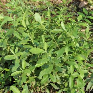 Cây cúc tần làm thuốc