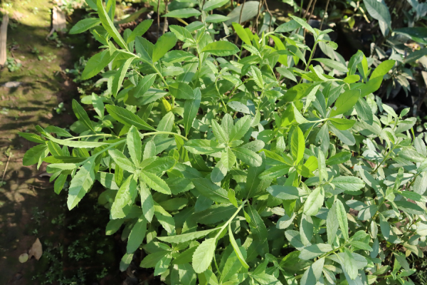 Cúc Tần Làm Thuốc 3