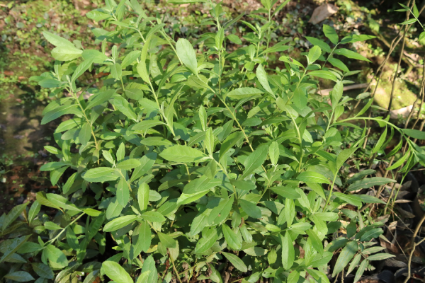 Cúc Tần Làm Thuốc 1