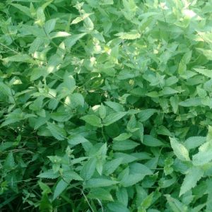 Sùng thảo (cây atisô Trung Quốc) giống chuẩn