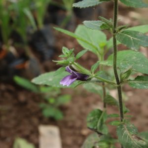 Cây giống nhân trần (bồ bồ)