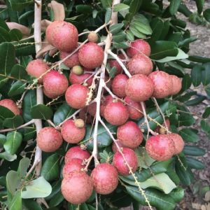 Cây giống nhãn tím (purple longan)