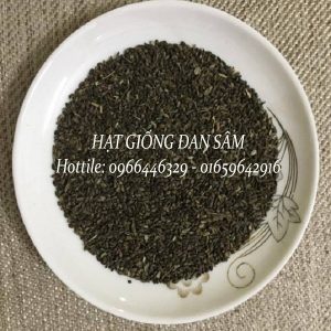 Hạt giống cây đan sâm