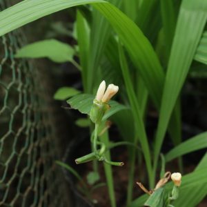 Cây giống sâm đại hành