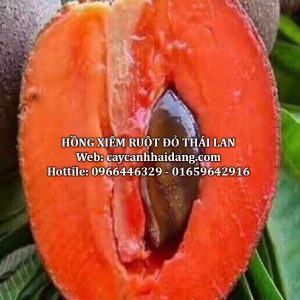 Giống cây hồng xiêm ruột đỏ khổng lồ Thái Lan