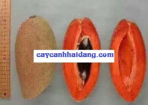 Hồng xiêm ruột đỏ có màu sắc rất đẹp
