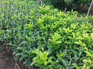 Cây giống hồng xiêm ruột đỏ đạt chuẩn