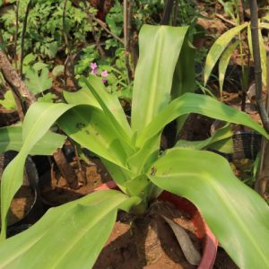 Cây giống náng hoa trắng (có bán kèm lá náng)