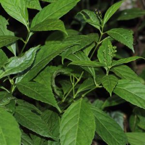 Cây giống sói rừng