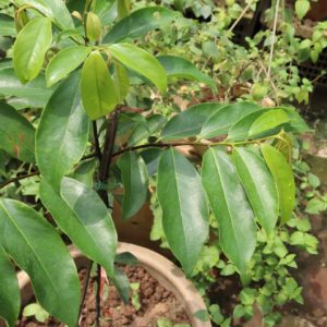 50 lá thị tươi – khách đặt mới hái