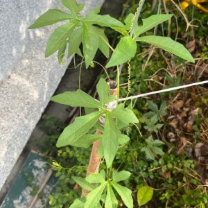 Cây giống gấc