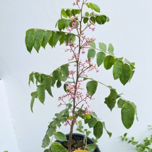 Cây khế chua giống cao 40 – 50 cm