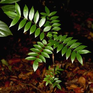 Cây giống mật nhân (bách bệnh)