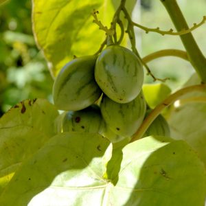 Hạt giống cà chua thân gỗ (kèm cây giống)
