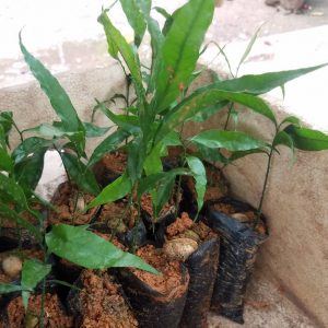 Cây giống sắng (rau sắng)