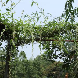 Cây giống cúc tần Ấn Độ