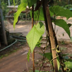 Cây giống hoa tigôn (ty gôn, hiếu nữ, tygôn, …)