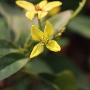 Chậu cảnh hoa mai hoàng yến
