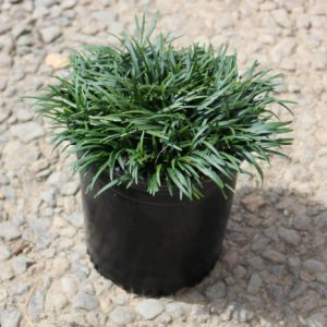 Cây giống mạch môn