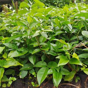 Cây giống cát sâm (sâm nam)