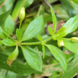 Cây giống rau đắng đất