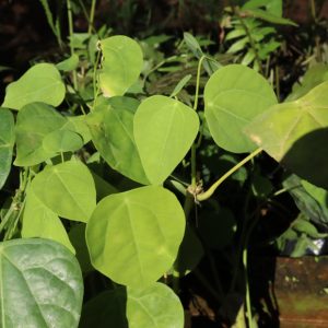 Cây giống rau bò khai