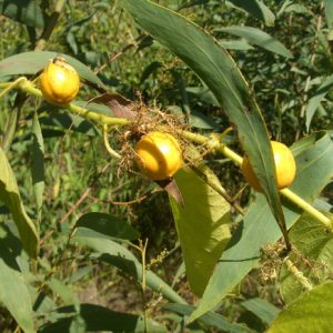 Cây giống lạc tiên