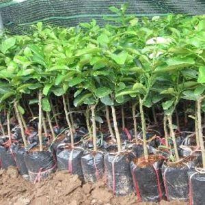 Giống bưởi 1 năm 2 vụ