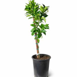 Giống cây cam máu (cam đỏ)