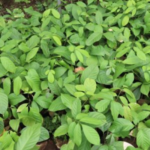 🌿Cây giống bòn bon Thái