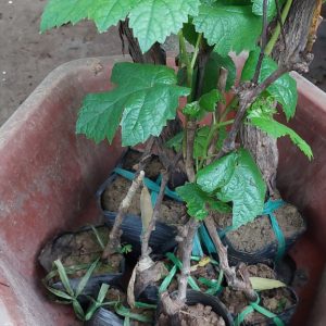 Cây giống nho ngón tay