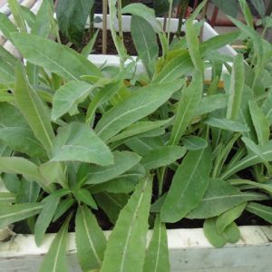 Cây bồ công anh Việt Nam
