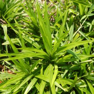 Cây dứa dại