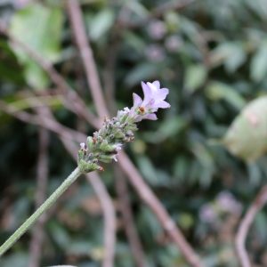 Cây hoa oải hương (lavender)