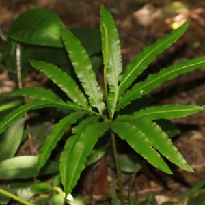 Cây sâm rết (sâm chân rết, sâm bòng bong)