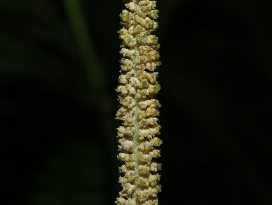 Sâm Rết 6