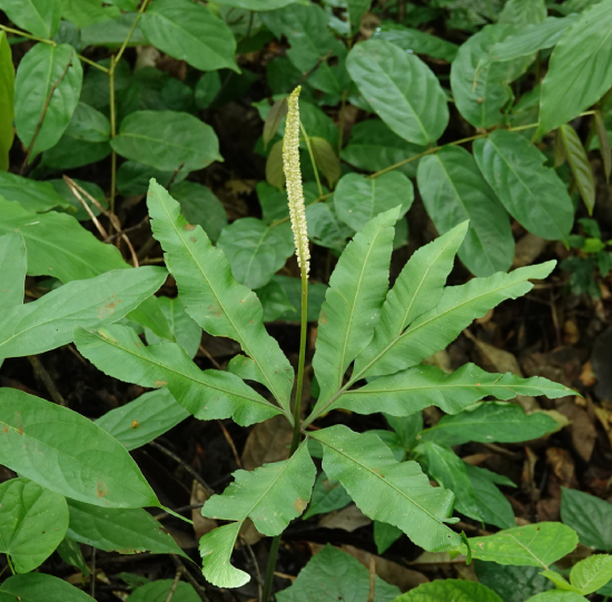 Sâm Rết 3