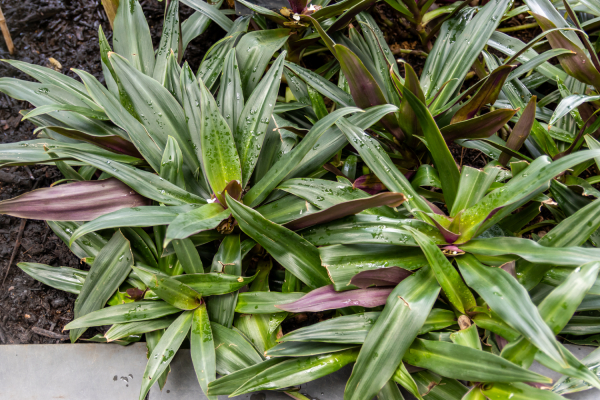 File:at Royal Botanic Gardens, Kew 2024 234.jpg