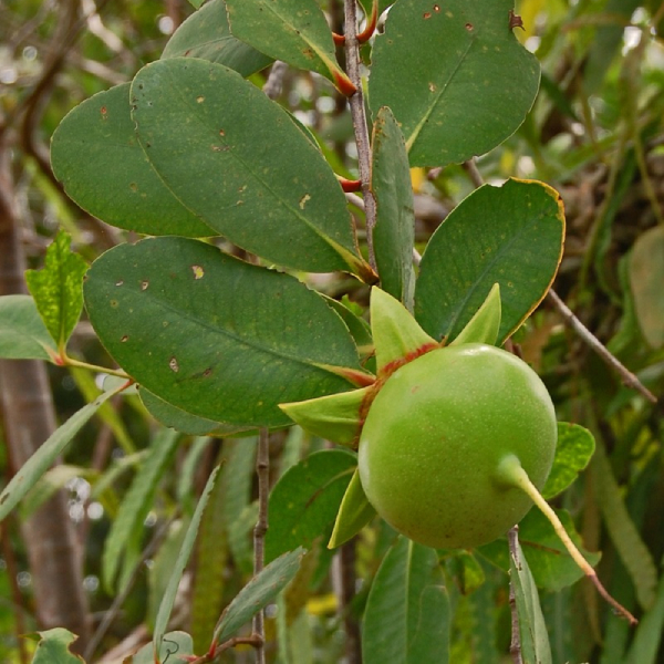 Bần 1