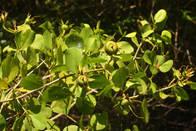 Bần 8
