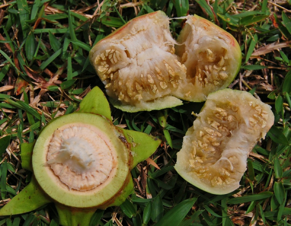 Bần 2