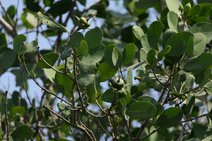 Bần 3