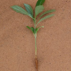 Cây giống bao báp (baobab) giá rẻ – Bán sỉ/lẻ chất lượng cao