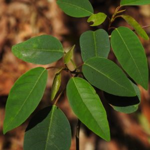 Cây sòi tía (Sapium discolor): Đặc điểm, công dụng & bài thuốc quý trong dân gian