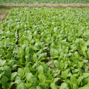Cây giống cải canh