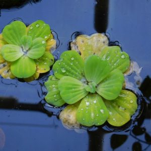 Cây giống bèo cái