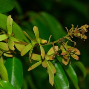 Cây giống dây tơ mành