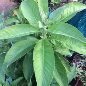 Cây giống đại bi