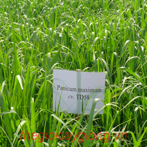 CỎ TD58