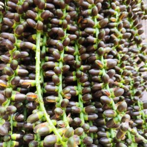 Cây búng báng (hạt đác)